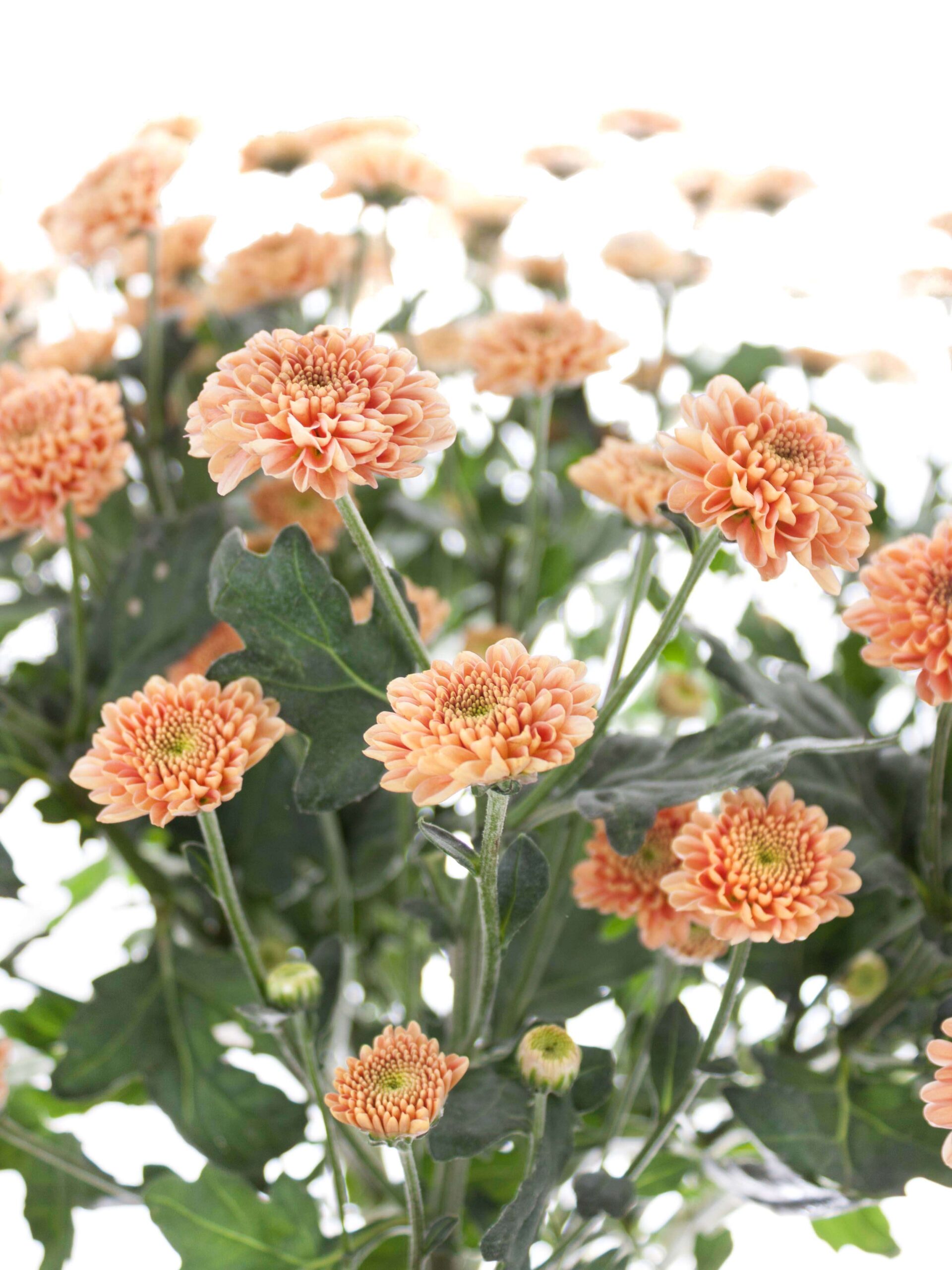 blumigo-santinis-ellison-salmon-chrysantheme-apricot-einzelstiel image 2