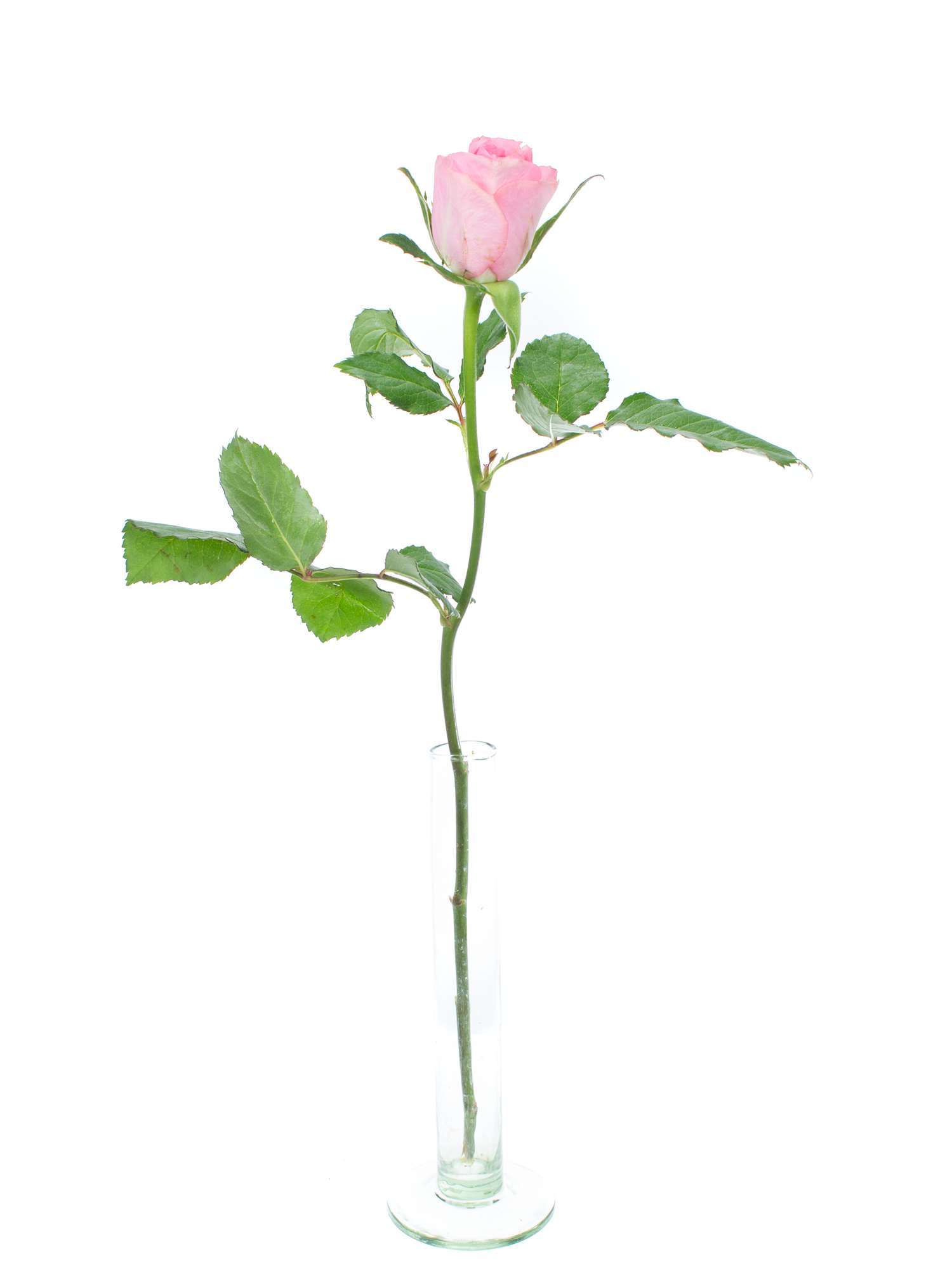 blumigo-rosen-eliza-schnittrosen-rosa-st-ck image 3
