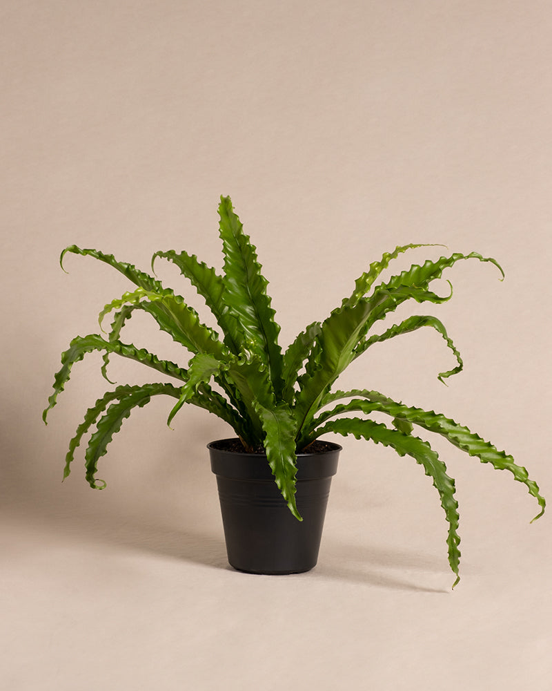 feey-gewellter-nestfarn-asplenium-zimmerpflanze-mittel-ohne-topf image 3