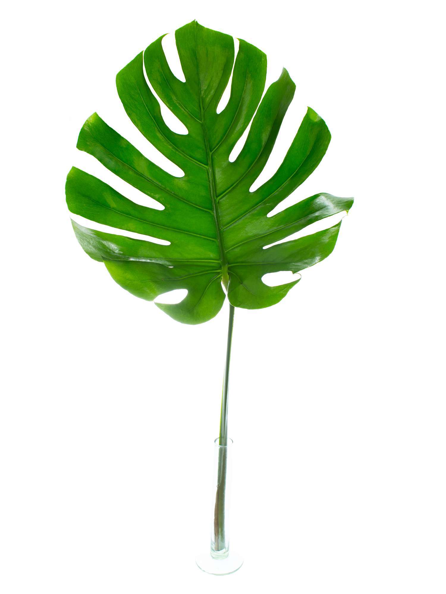 blumigo-blattwerk-monstera-bl-tter-gro-schnittgr-n image 3