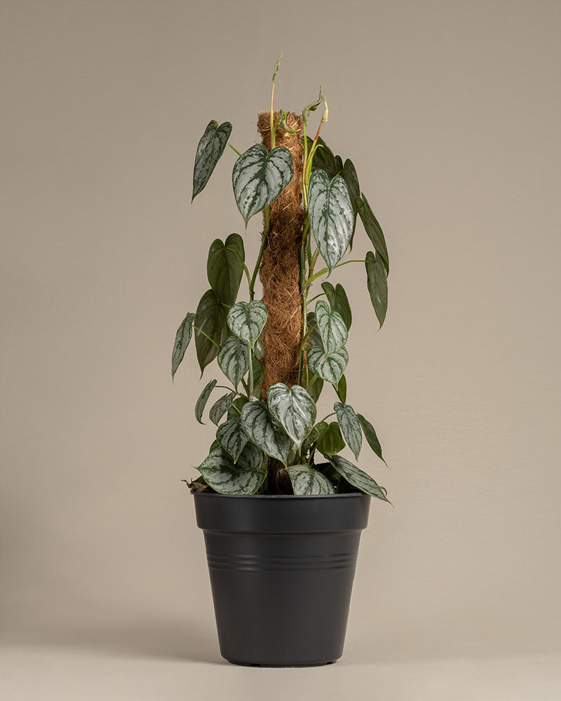 feey-variado-philodendron-brandtianum-50-60-cm-o-topf image 3
