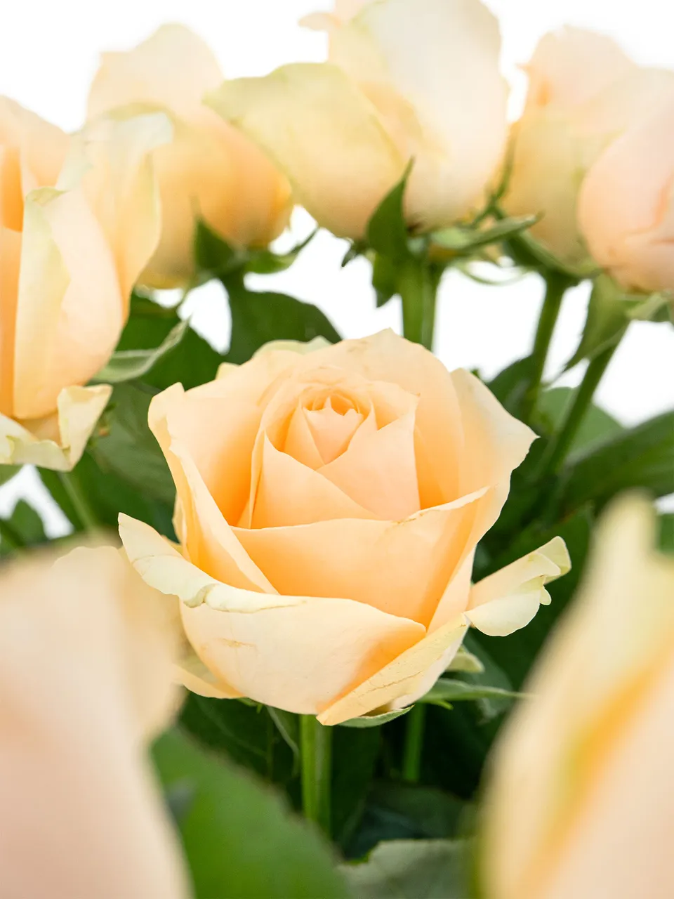blumigo-rosen-avalanche-peach-rose-apricot-einzelstiel image 1