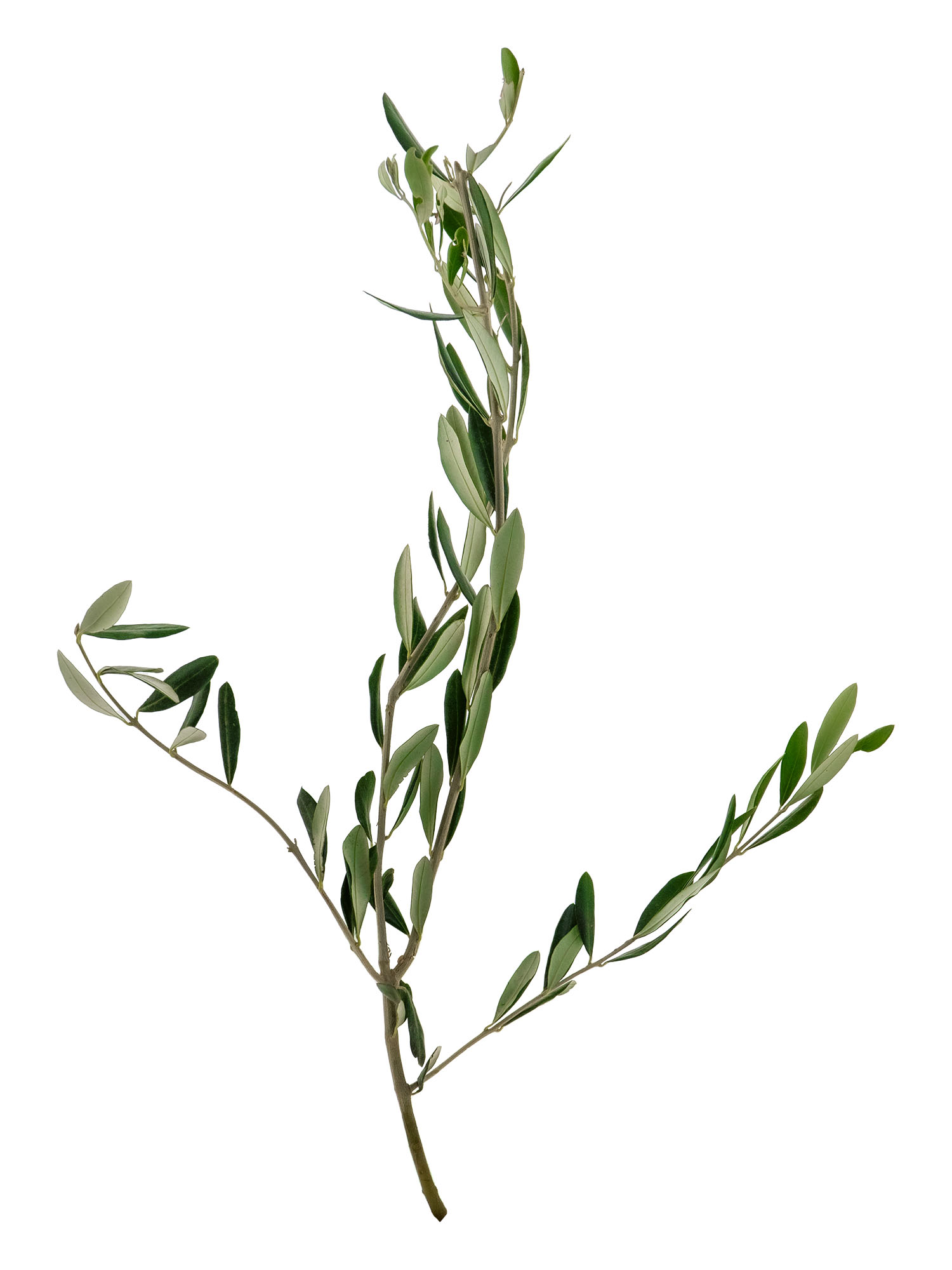 blumigo-exklusives-greenery-olivenzweige-bund-frisch-50-cm image 4