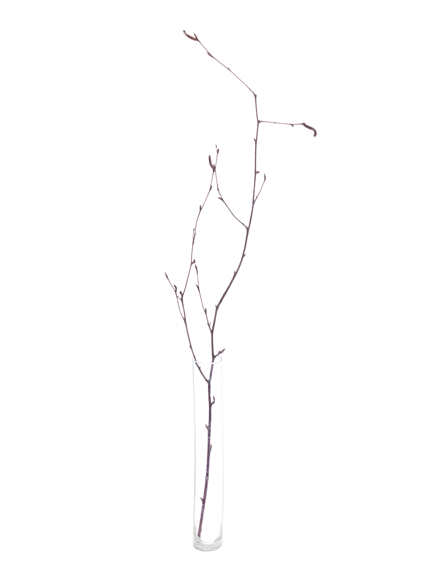 blumigo-birkenzweige-natur-deko-zweige-bund image 4
