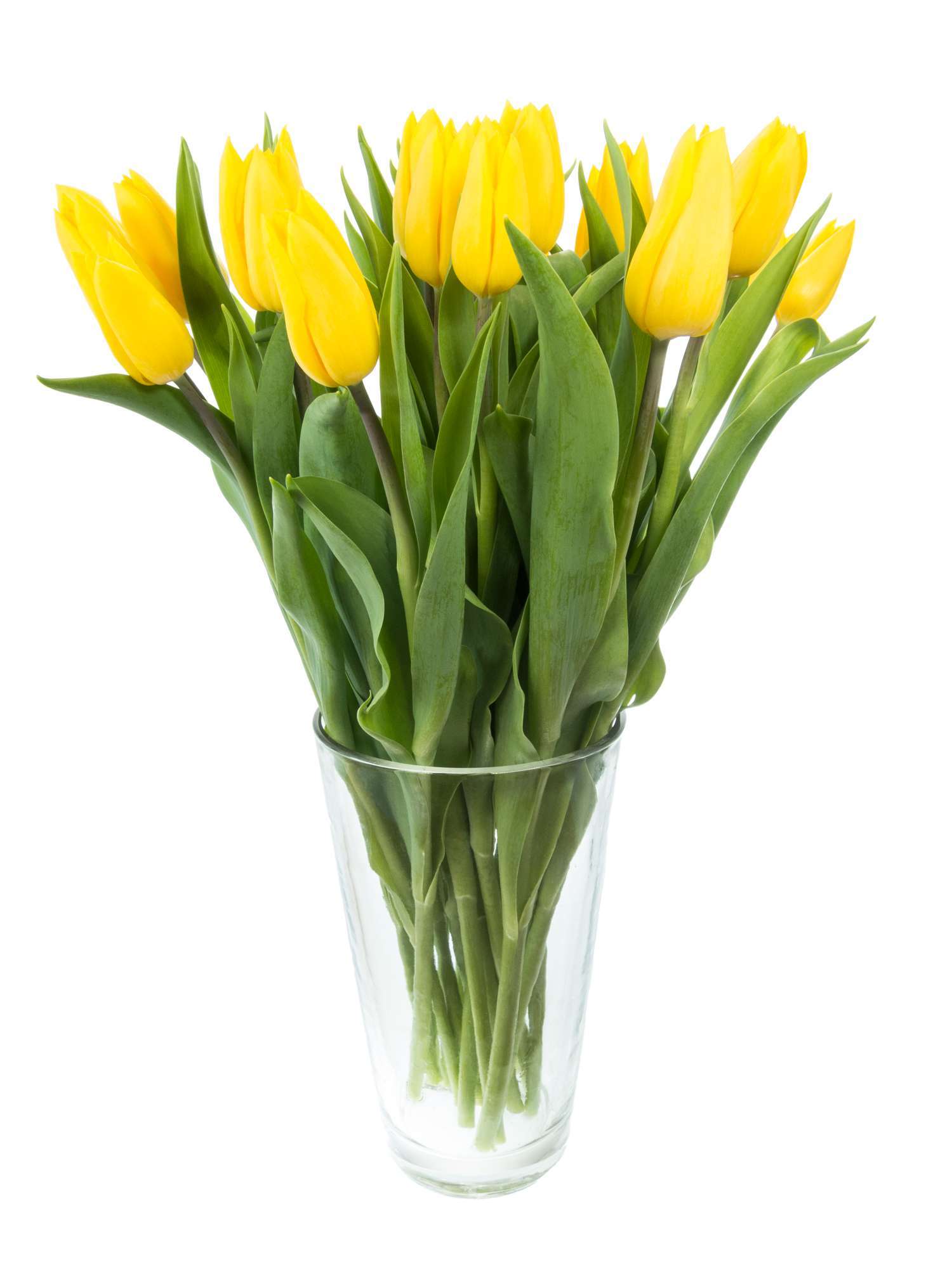 blumigo-tulpen-strong-gold-gelbe-schnittblumen-frisch image 2