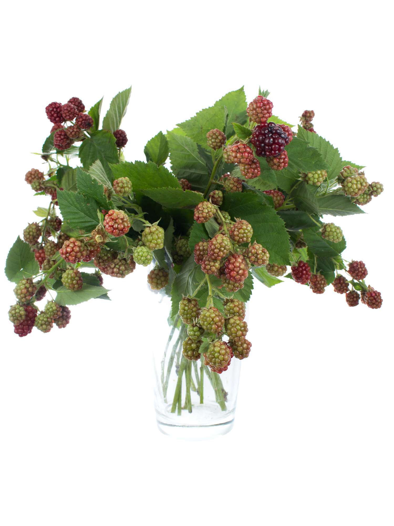 blumigo-zweige-rubus-chester-brombeeren-rot-schwarz-deko image 2