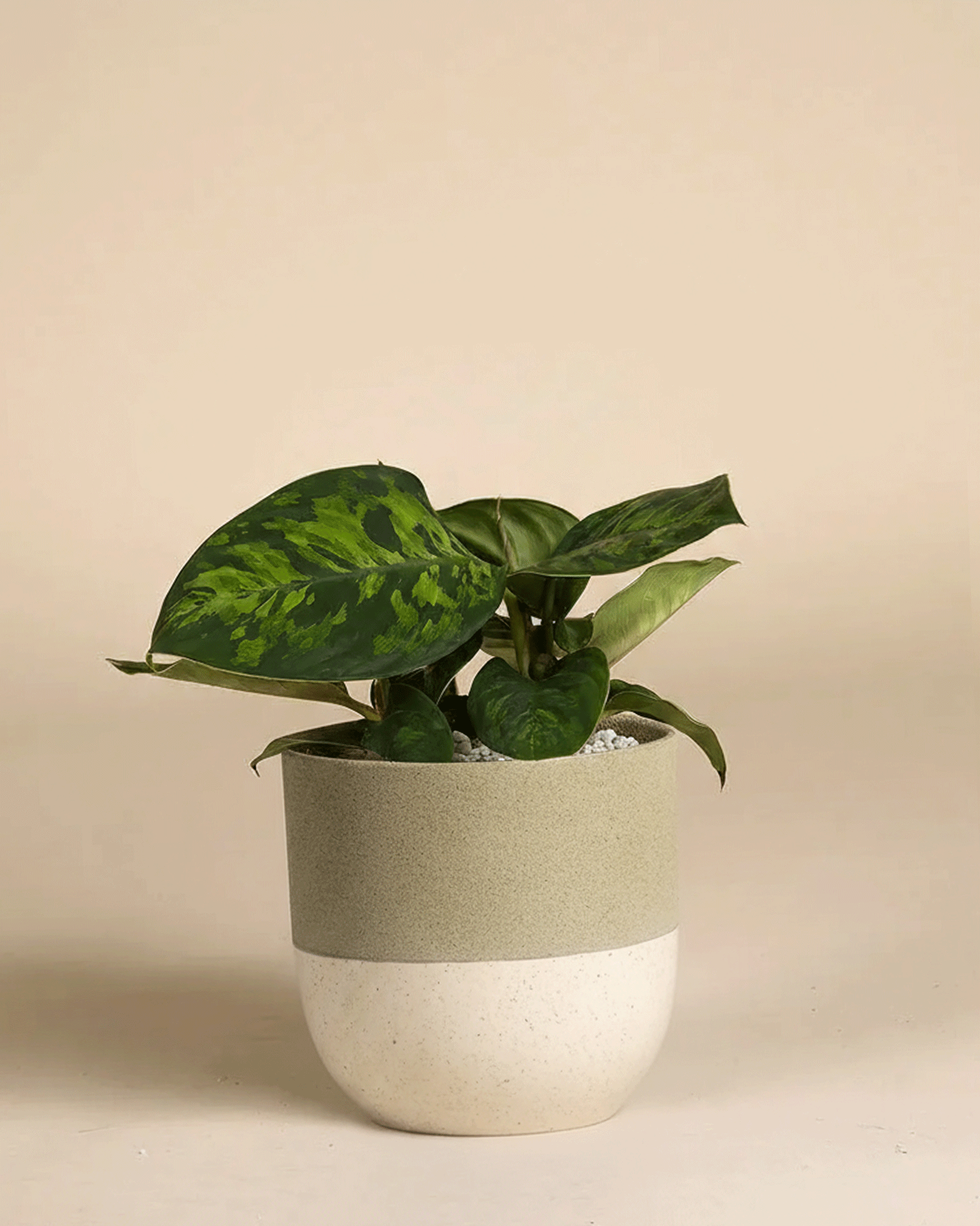 feey-variado-homalomena-camouflage-zimmerpflanze-14cm image 5