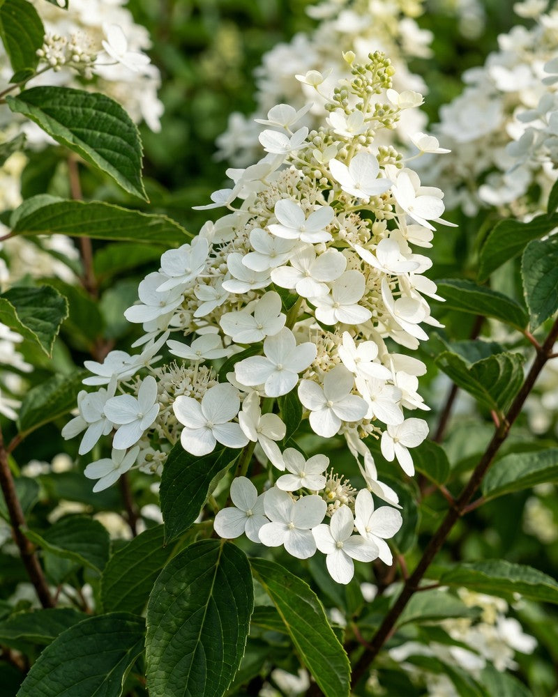 feey-amsterdam-rispenhortensie-weiss-strauch-ohne-topf image 2