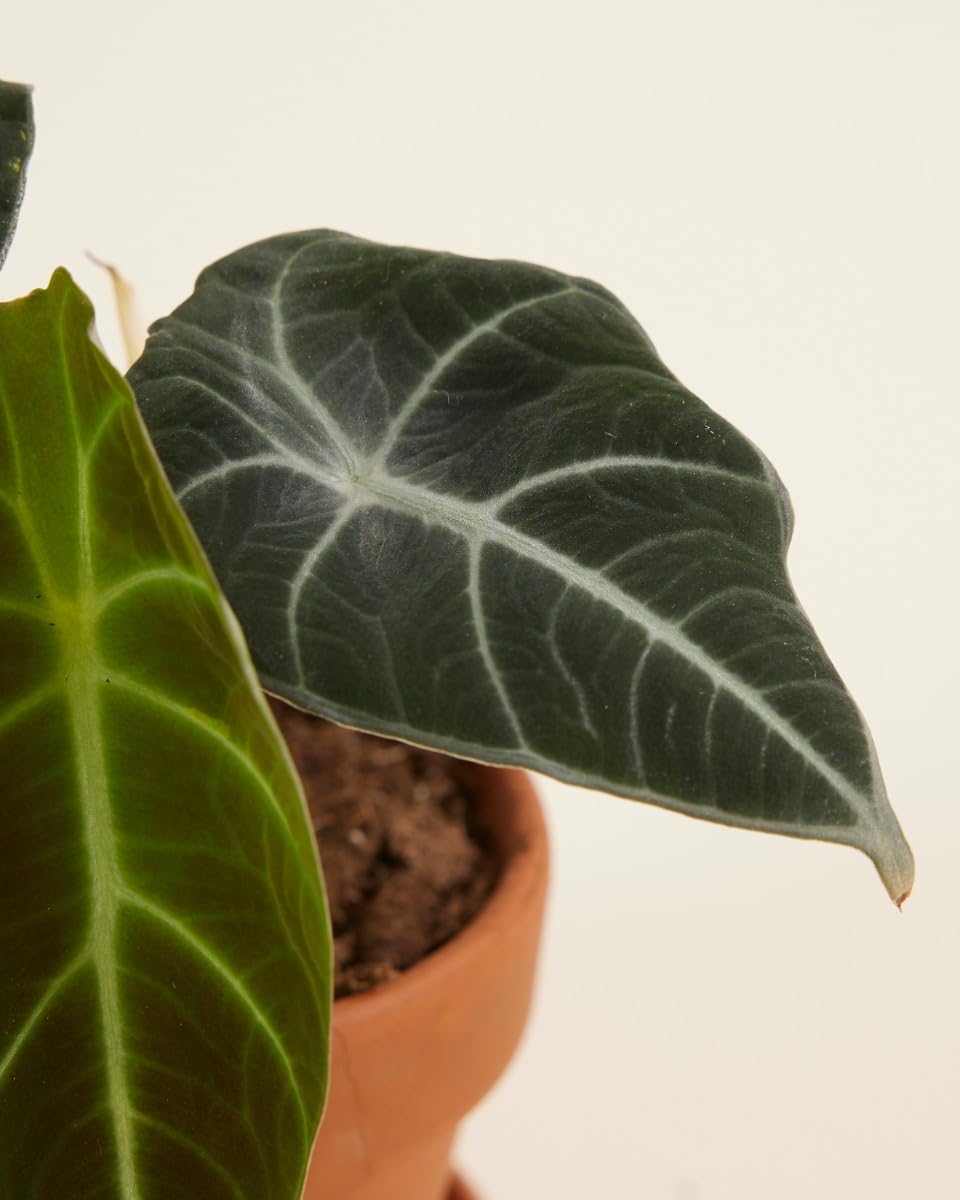 plnts-babyplnts-alocasia-black-velvet-zimmerpflanze-10-cm image 4