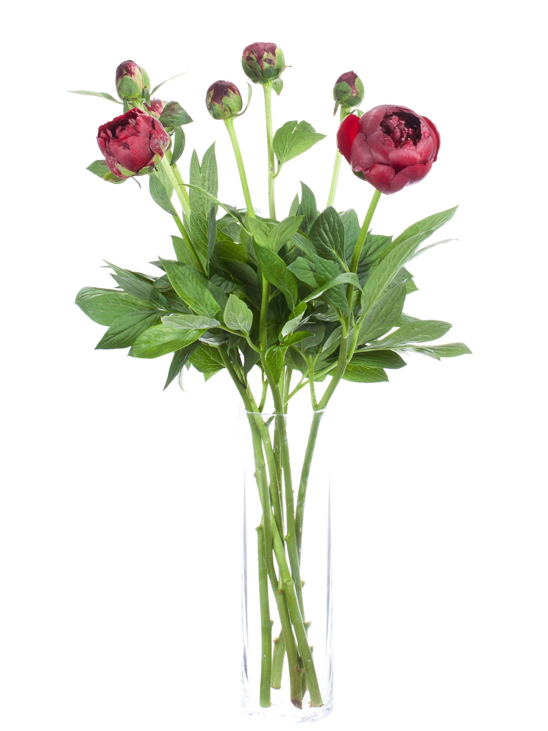 blumigo-pfingstrosen-buckeye-belle-dunkelrot-schnittblume image 2