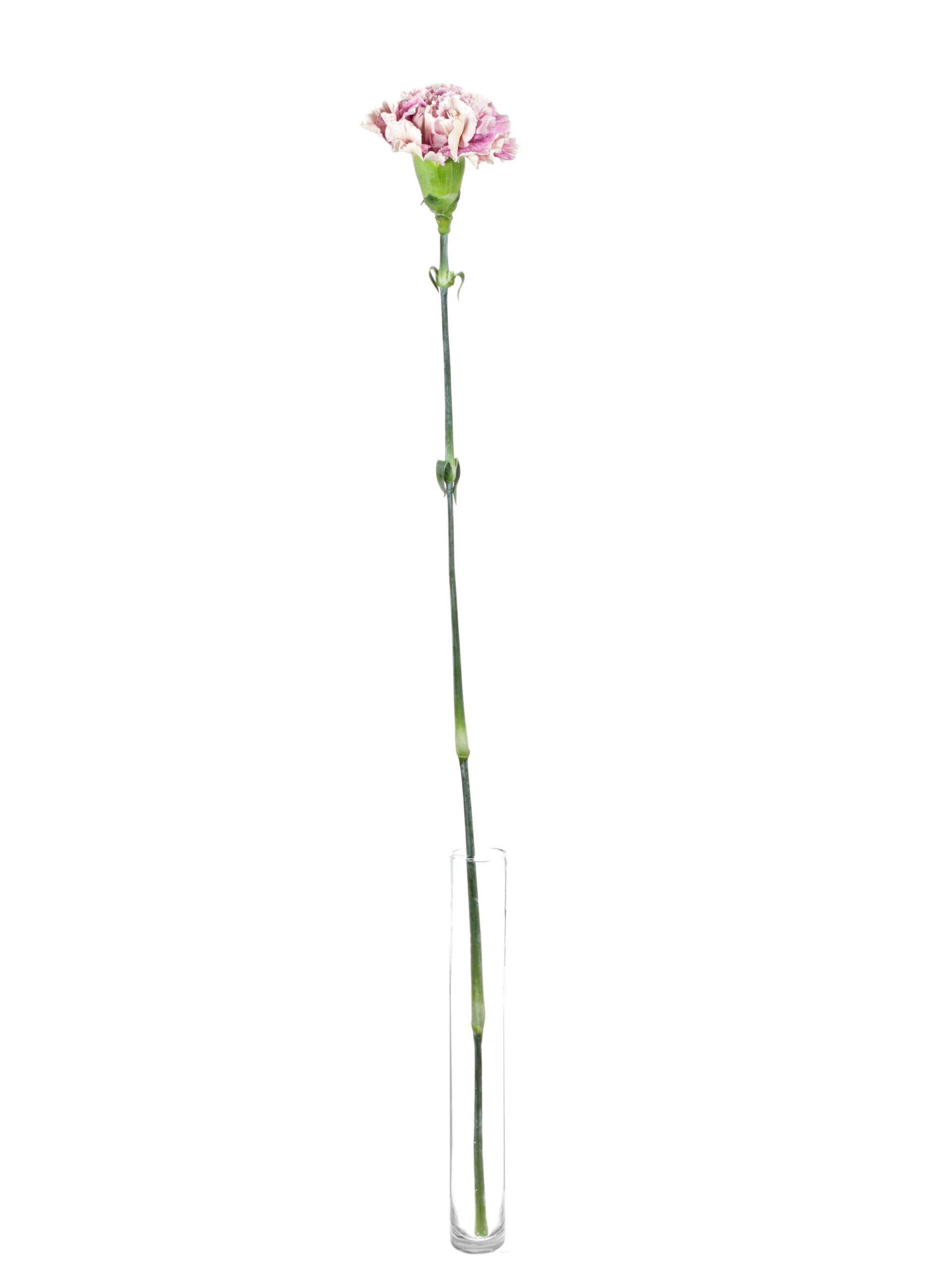 blumigo-nelken-antiqua-edelnelke-pink-creme image 4