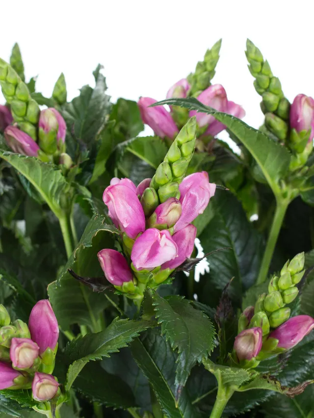blumigo-chelonen-schildblumen-pink-schnittblume-1-stiel image 1