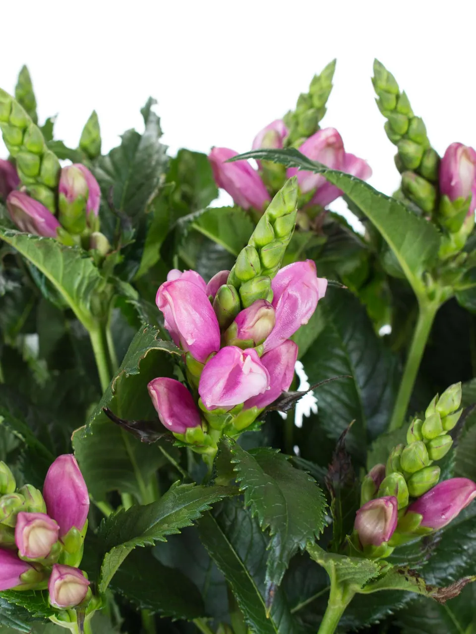 blumigo-chelonen-schildblumen-pink-schnittblume-1-stiel image 1