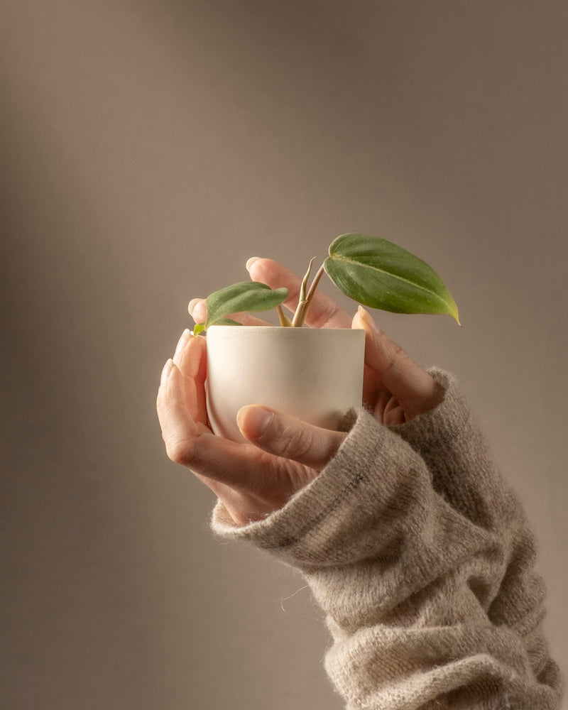 feey-variado-philodendron-gloriosum-babypflanze-ohne-bertopf image 1