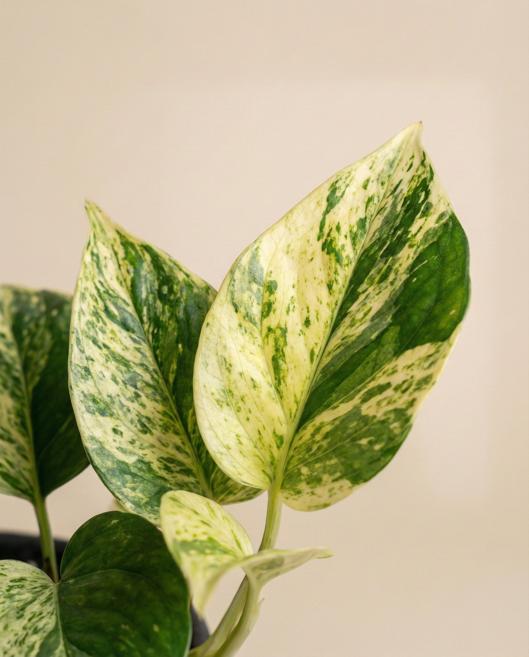 feey-variado-efeutute-marble-queen-zimmerpflanze-pflegeleicht image 8