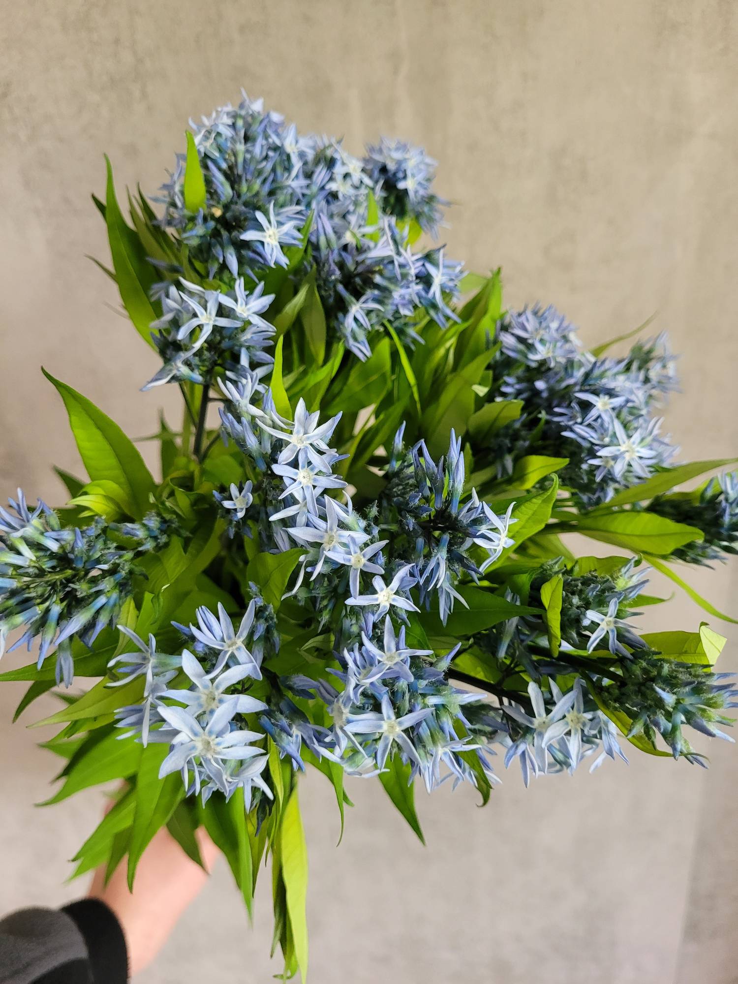 blumigo-blattwerk-blausternbusch-amsonia-night-sky-bindegr-n-blau image 1