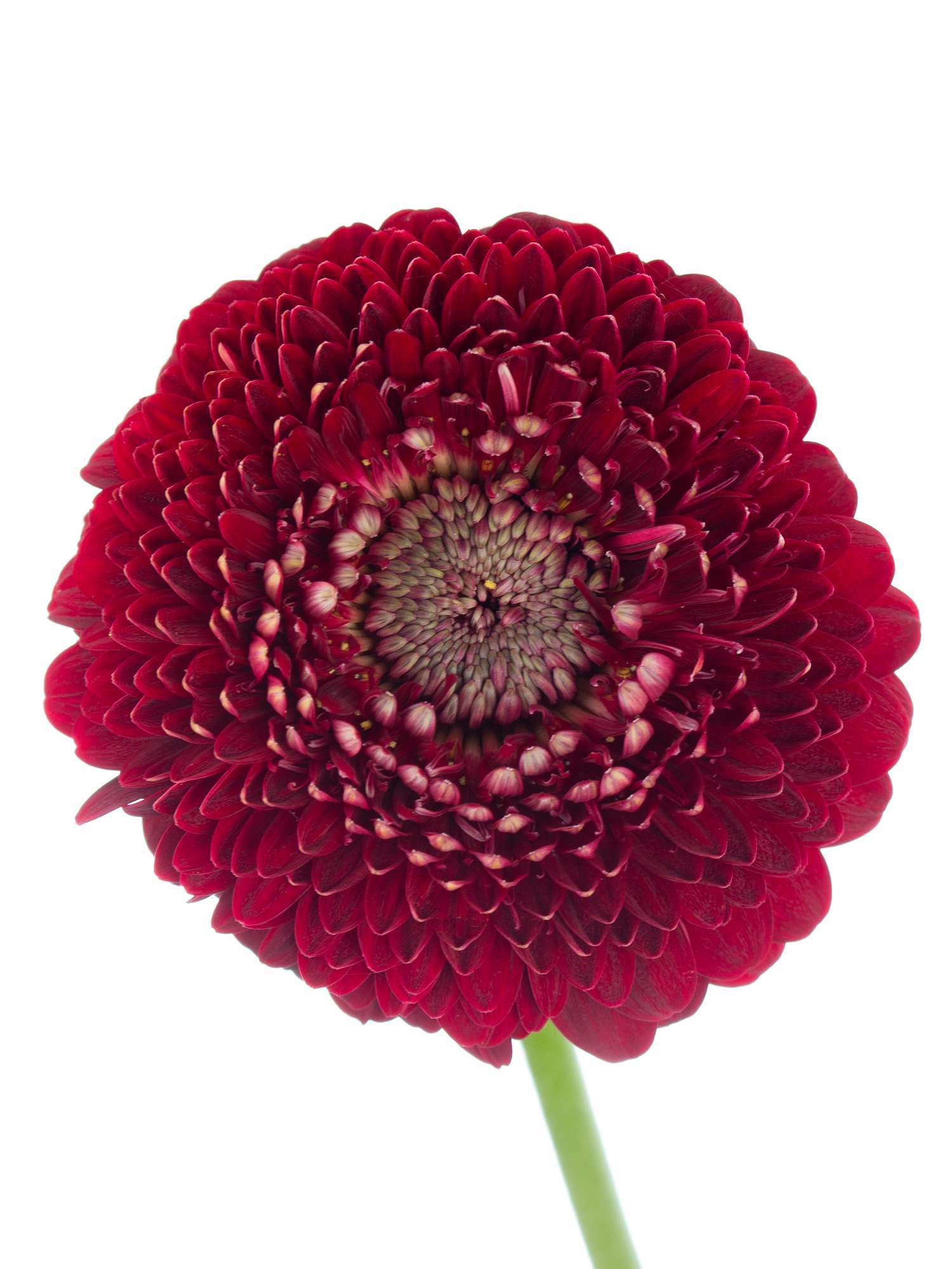 blumigo-gerbera-pomponi-blackpearl-schnittblume-dunkelrot-einzelstiel image 2
