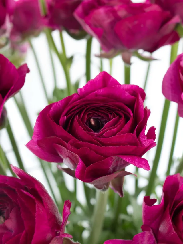 blumigo-ranunkeln-cloni-cherry-violett-xl-schnittblume-in-lila image 1