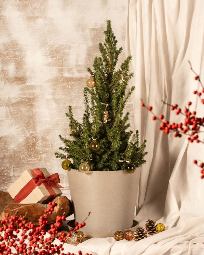 feey-amsterdam-gro-er-tannenbaum-ohne-topf-zuckerhutfichte image 6