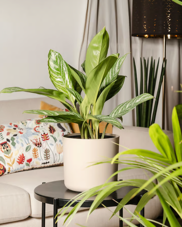 feey-lumi-blumentopf-3er-set-taupe-22-cm-kunststoff image 5