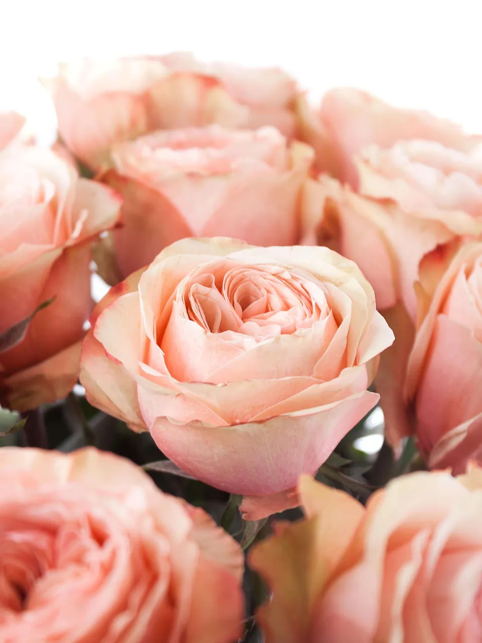 blumigo-rosen-kahala-rose-creme-apricot-einzelstiel image 1