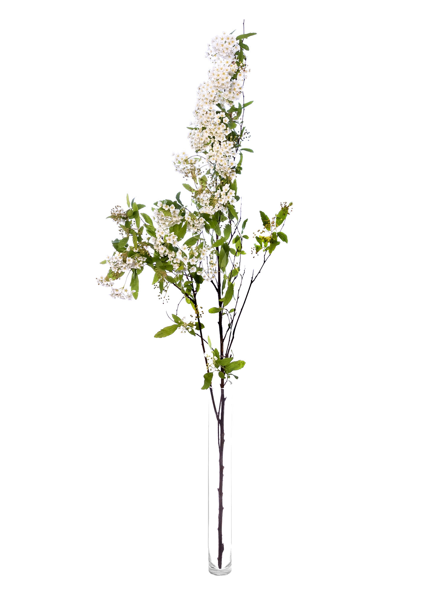 blumigo-blattwerk-spirea-spierstrauch-bindegr-n-wei image 3
