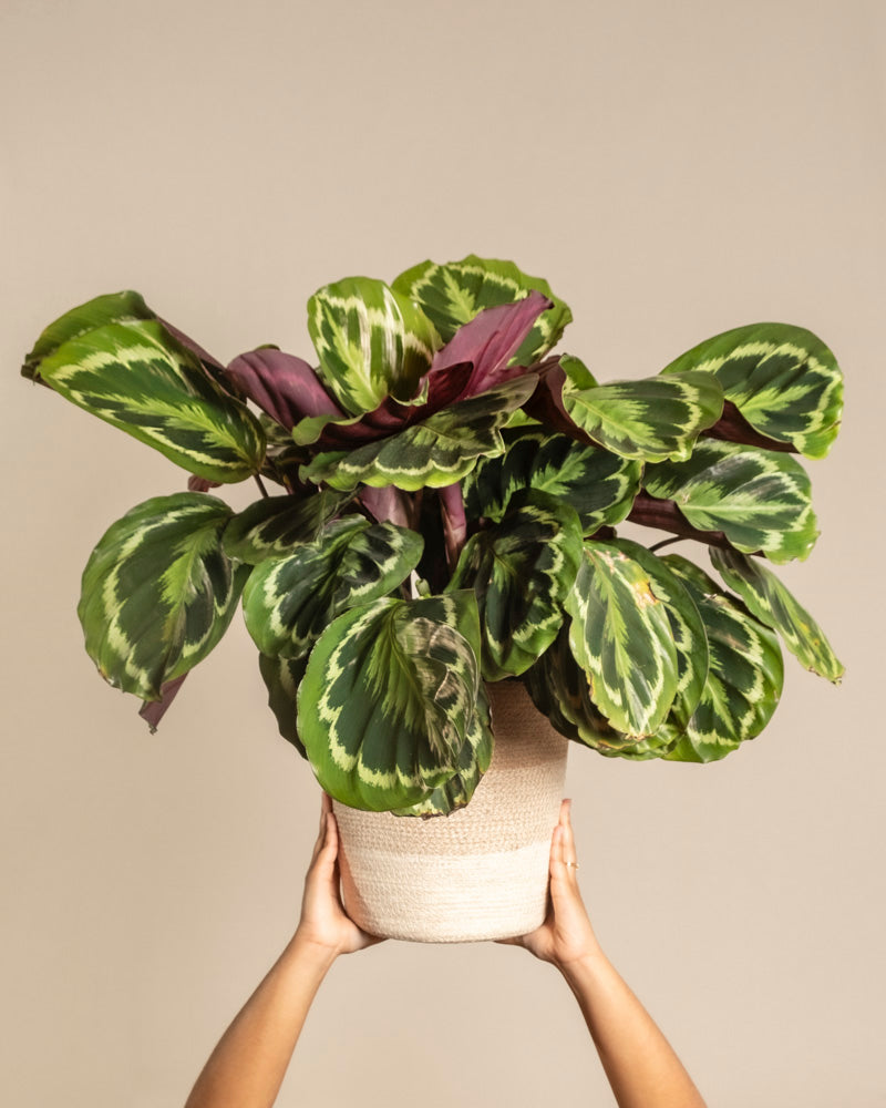 feey-calathea-roseopicta-gro-zimmerpflanze-bunte-bl-tter image 1