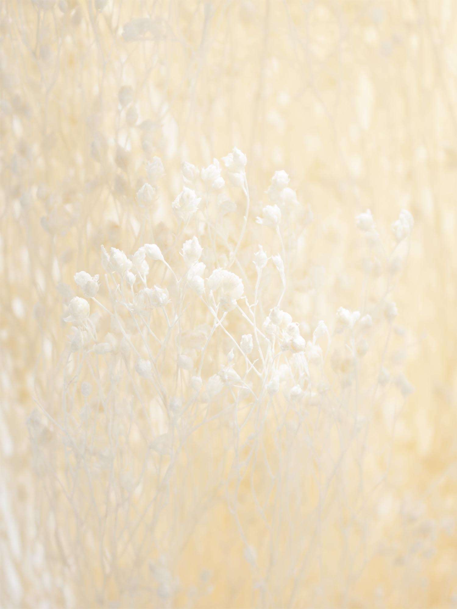 blumigo-trockenblumen-ginster-getrocknet-creme-wei-bund image 4