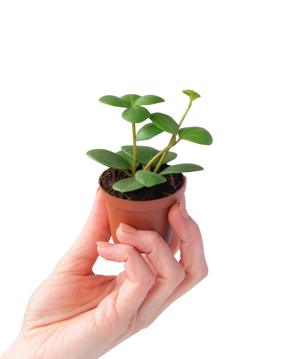 plnts-babyplnts-peperomia-hope-zwergpfeffer-6-cm-topf-15-cm-hoch image 6
