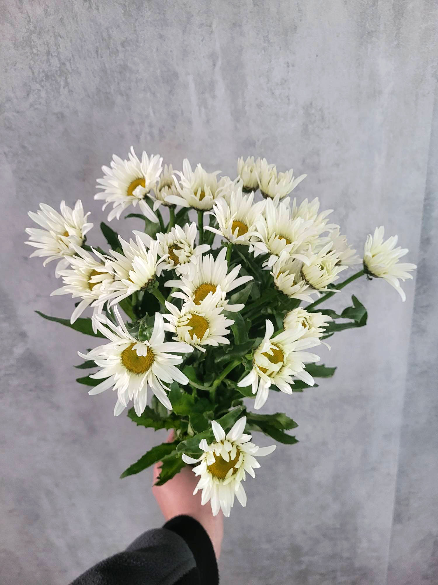 blumigo-blattwerk-margeriten-vulgare-schnittblume-wei-gelb image 1
