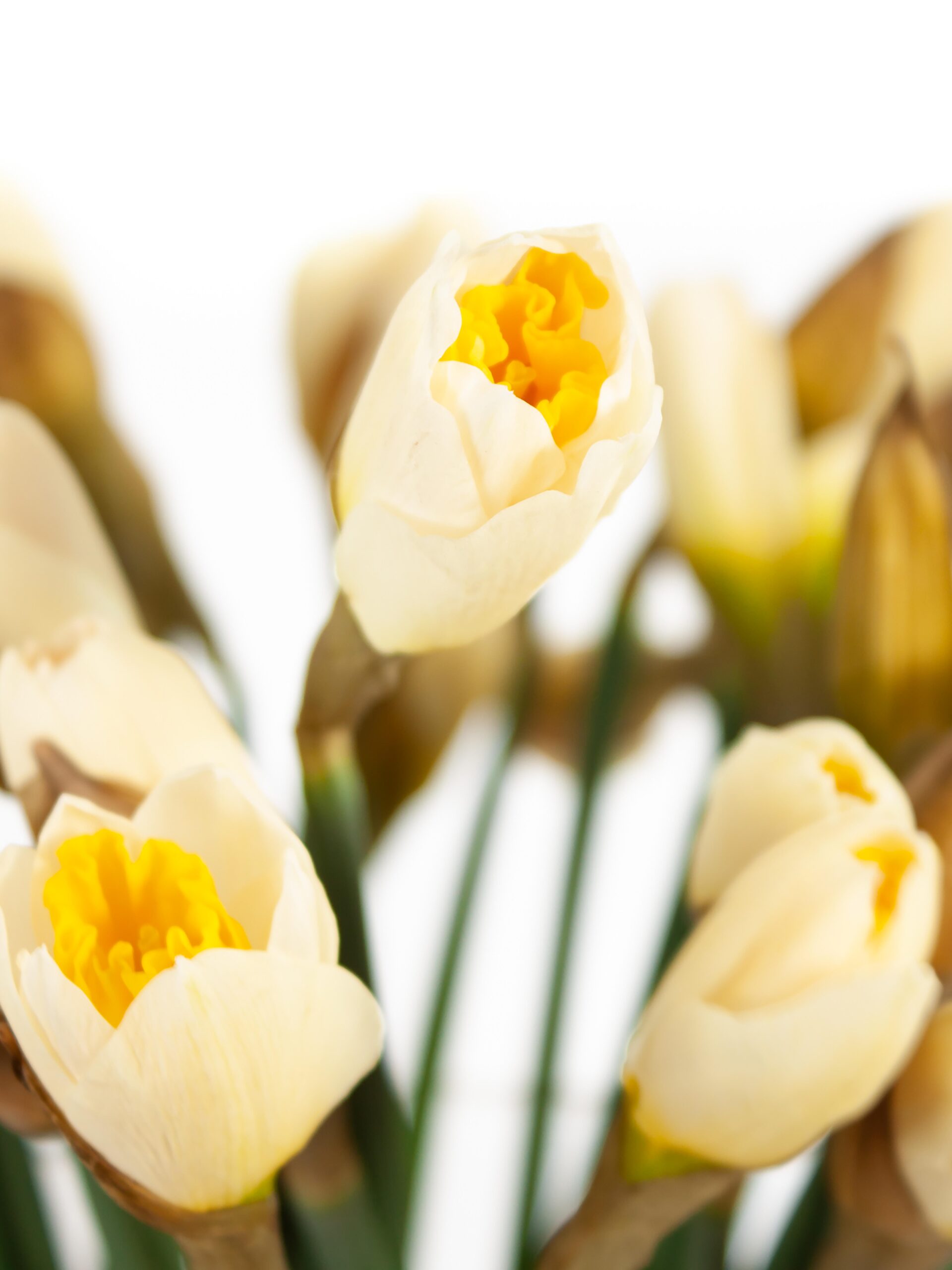 blumigo-fr-hlingsknollen-narzissen-salome-wei-orange image 1