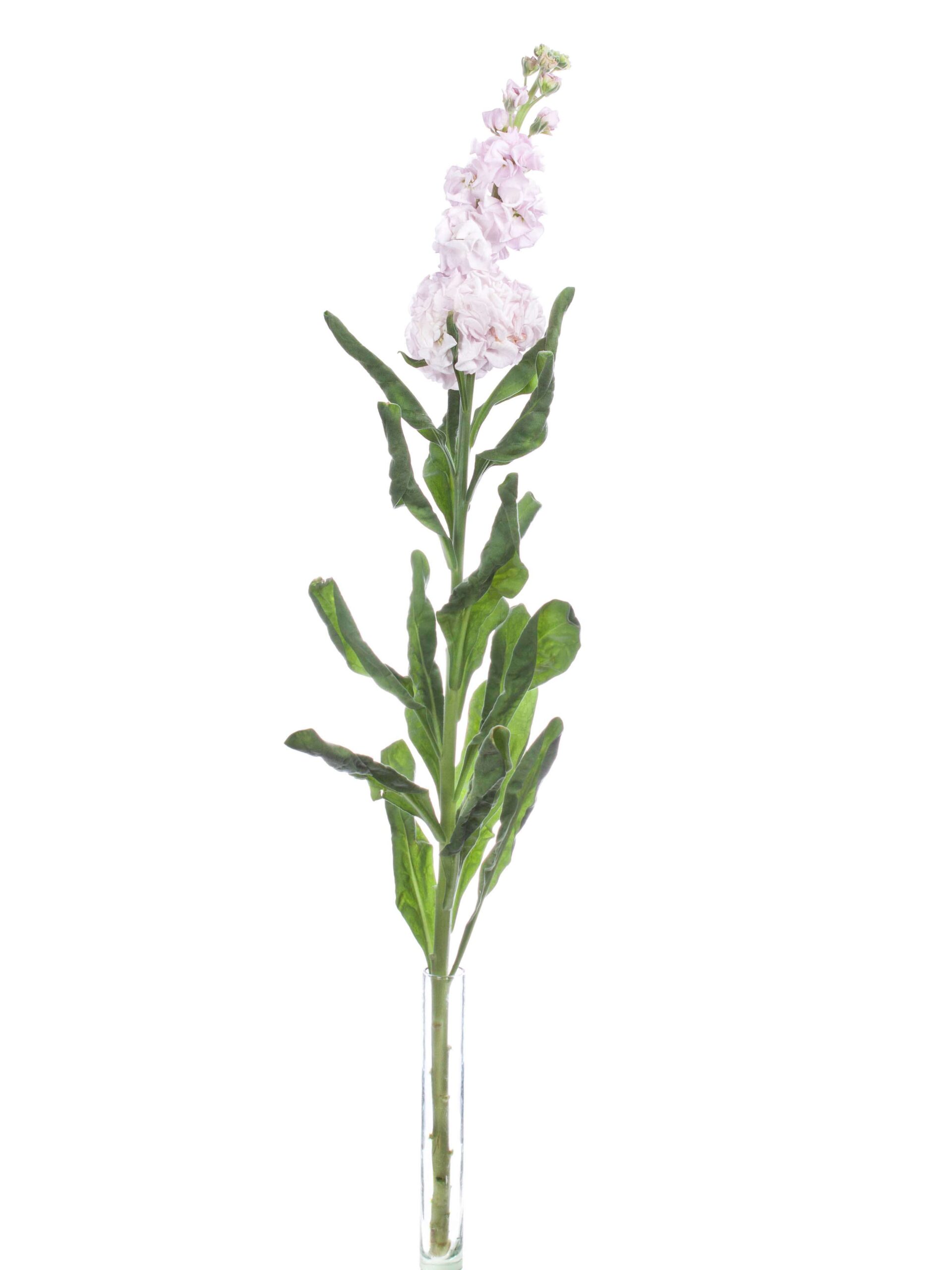 blumigo-levkojen-xl-levkoje-rosa-duftend image 3