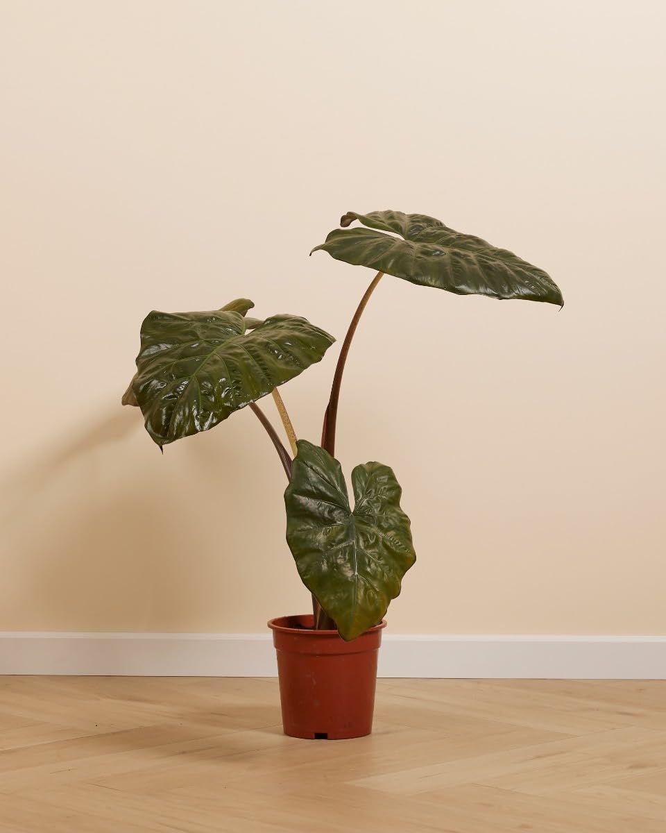 plnts-rareplnts-alocasia-yucatan-princess-zimmerpflanze-40-cm image 2