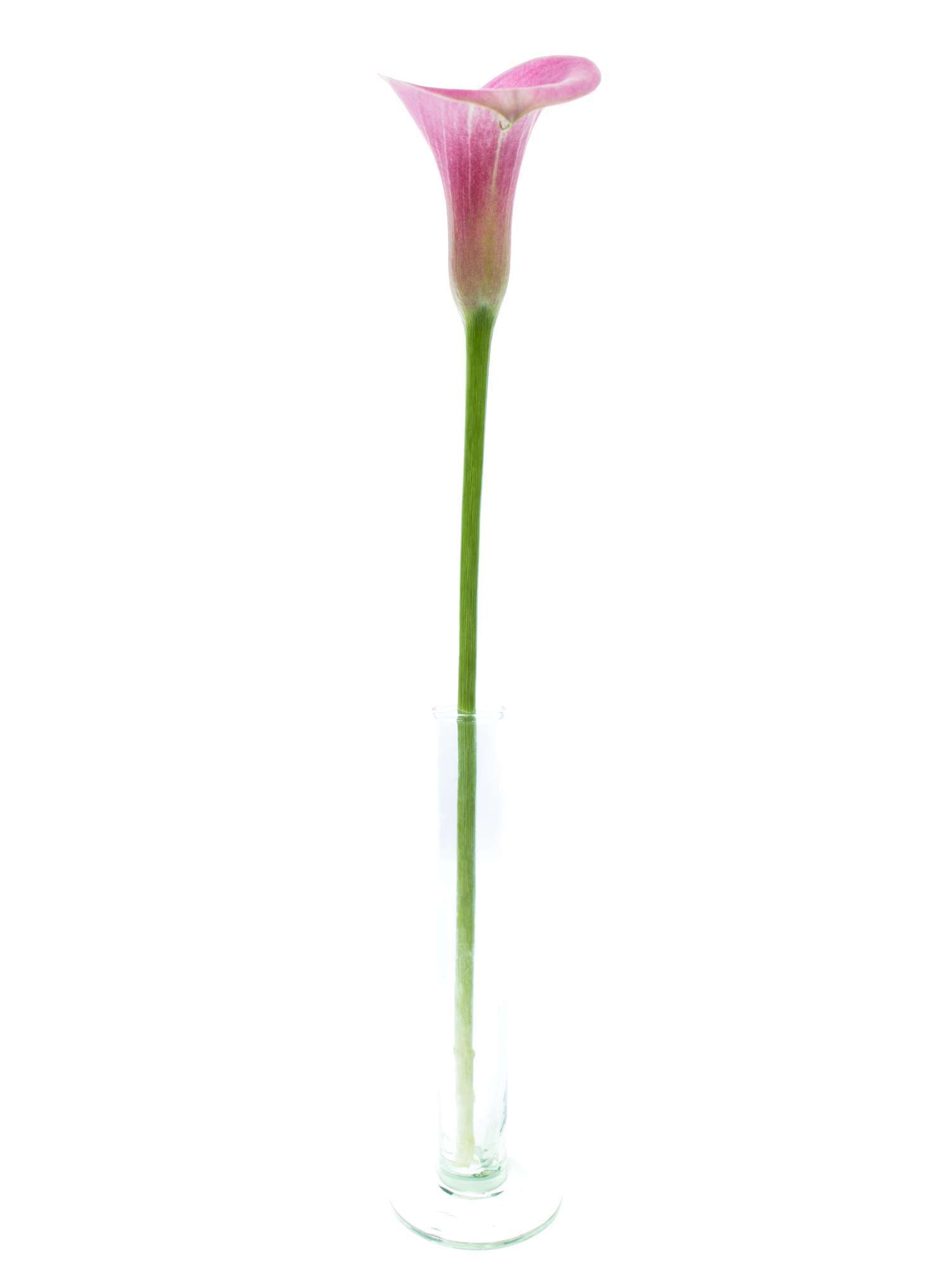 blumigo-calla-candy-art-pink-schnittblume-langstielig image 4