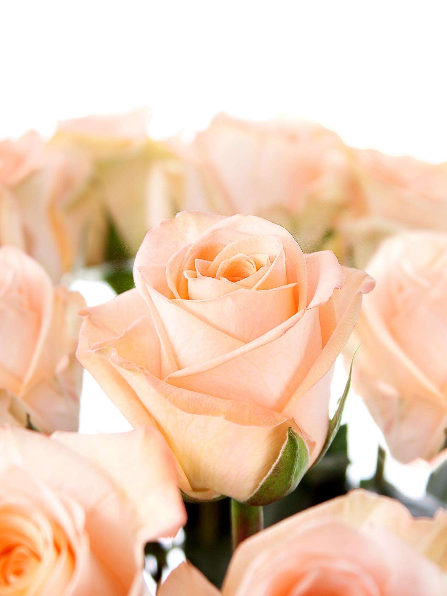 blumigo-rosen-tiffany-rose-apricot-frische-schnittblume image 1