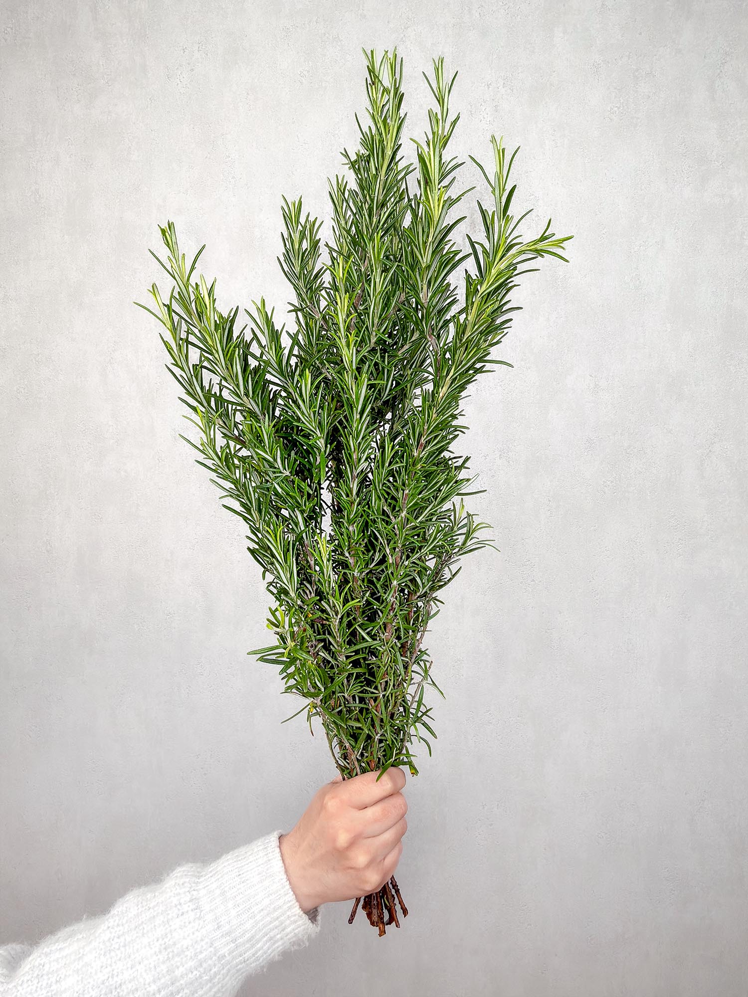 blumigo-blattwerk-rosmarin-bund-bindegr-n-frisch image 1