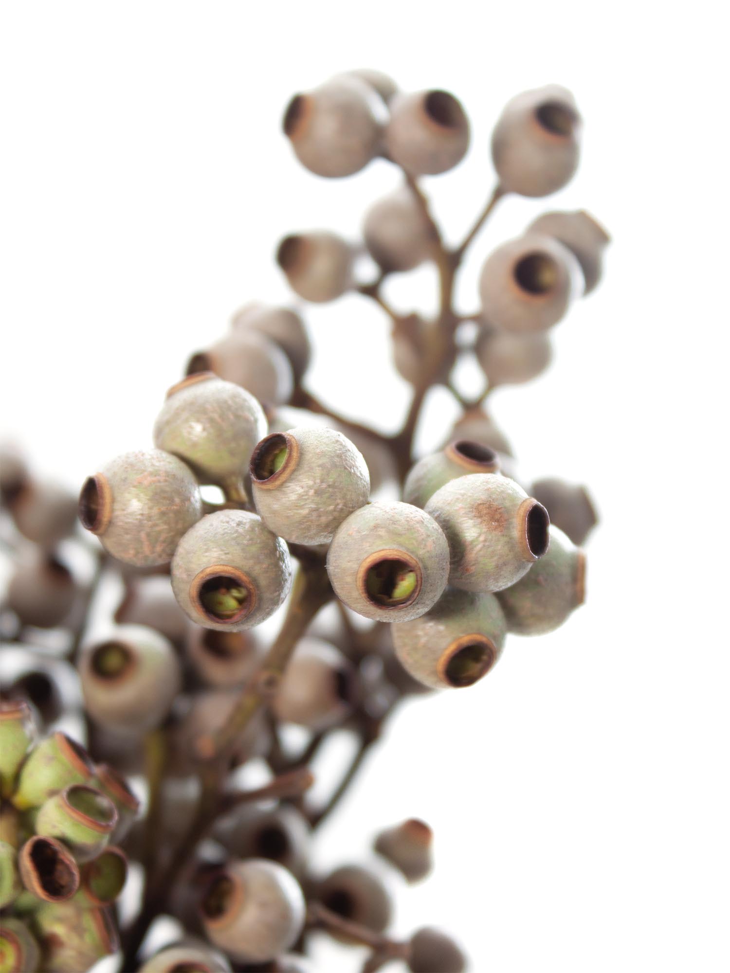 blumigo-eukalyptus-torriliana-eukalyptusbeeren-gr-n-braun image 1