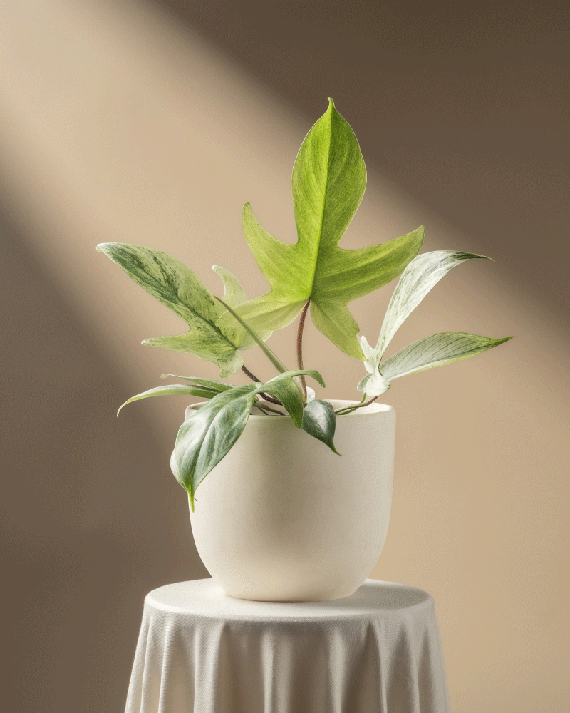feey-variado-philodendron-florida-ghost-zimmerpflanze-rarit-t image 6