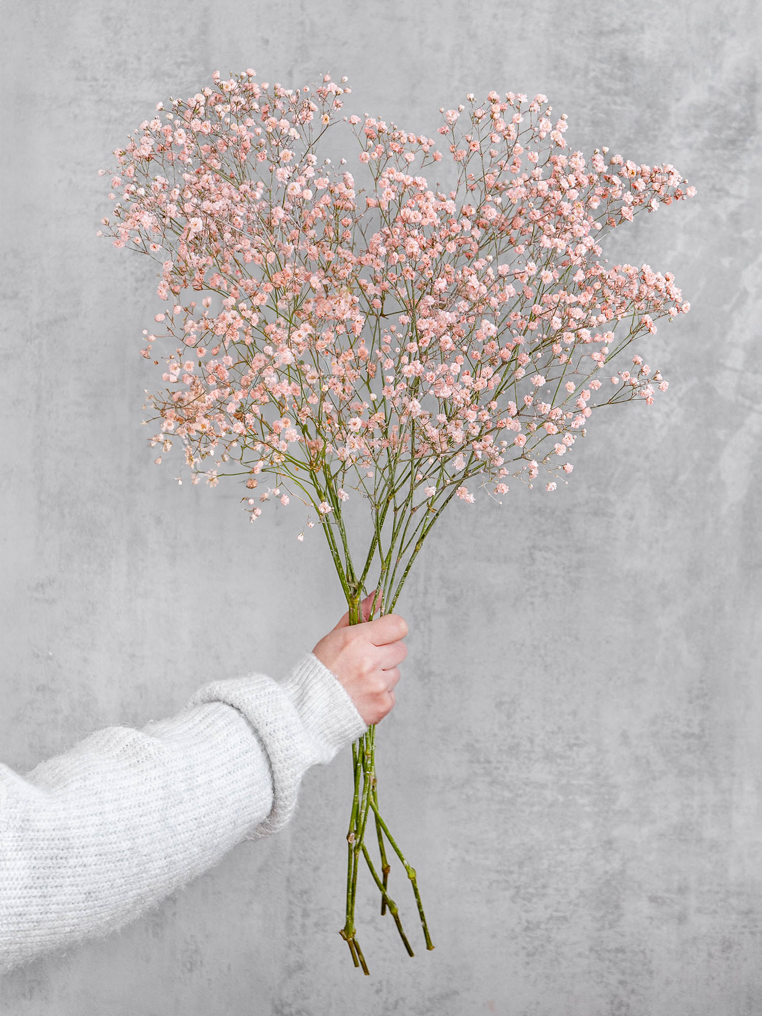 blumigo-schleierkraut-painted-schnittblume-creme-apricot image 5