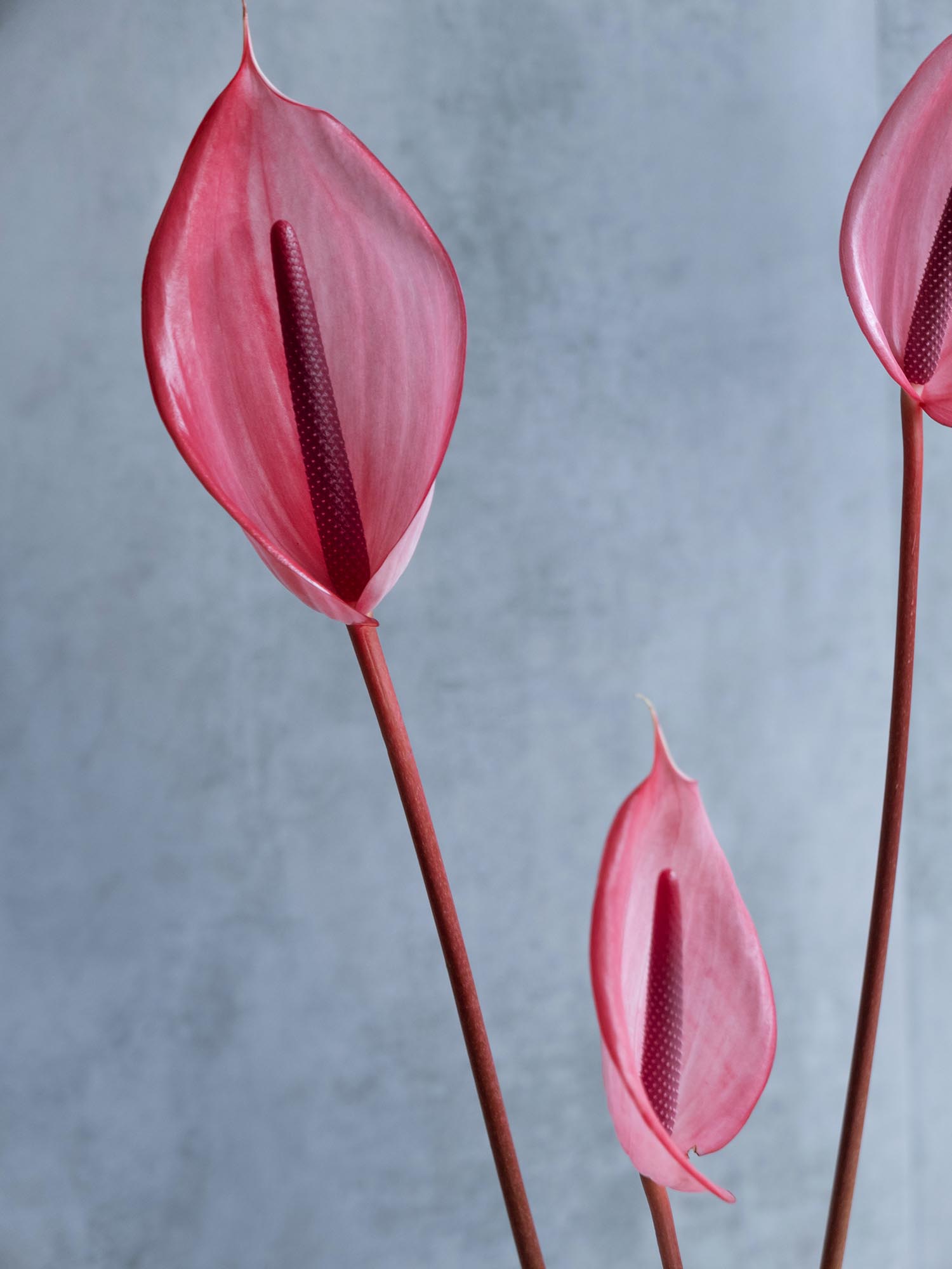 blumigo-blattwerk-und-bindegr-n-anthurie-xavia-schnittblume-pink image 4