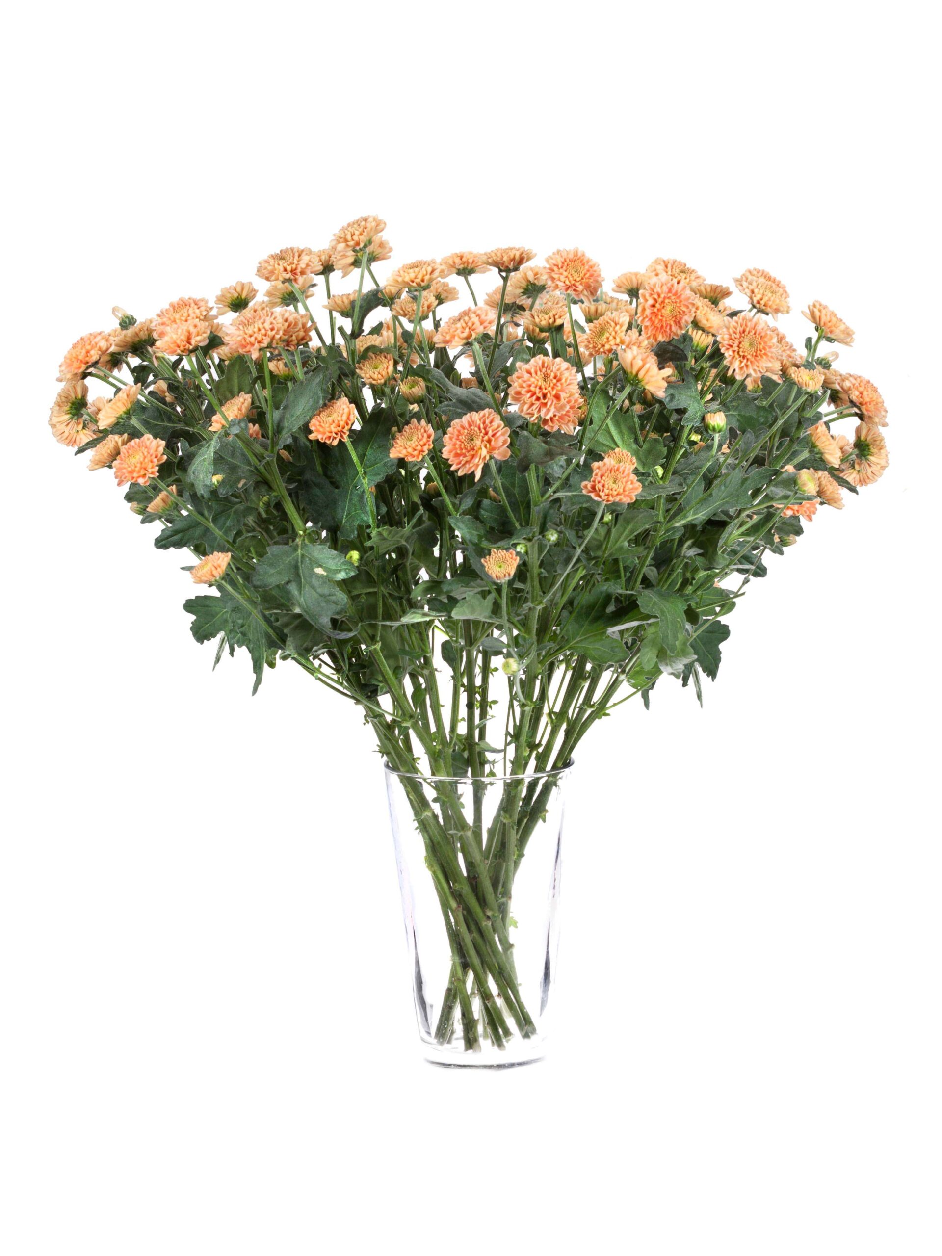 blumigo-santinis-ellison-salmon-chrysantheme-apricot-einzelstiel image 3