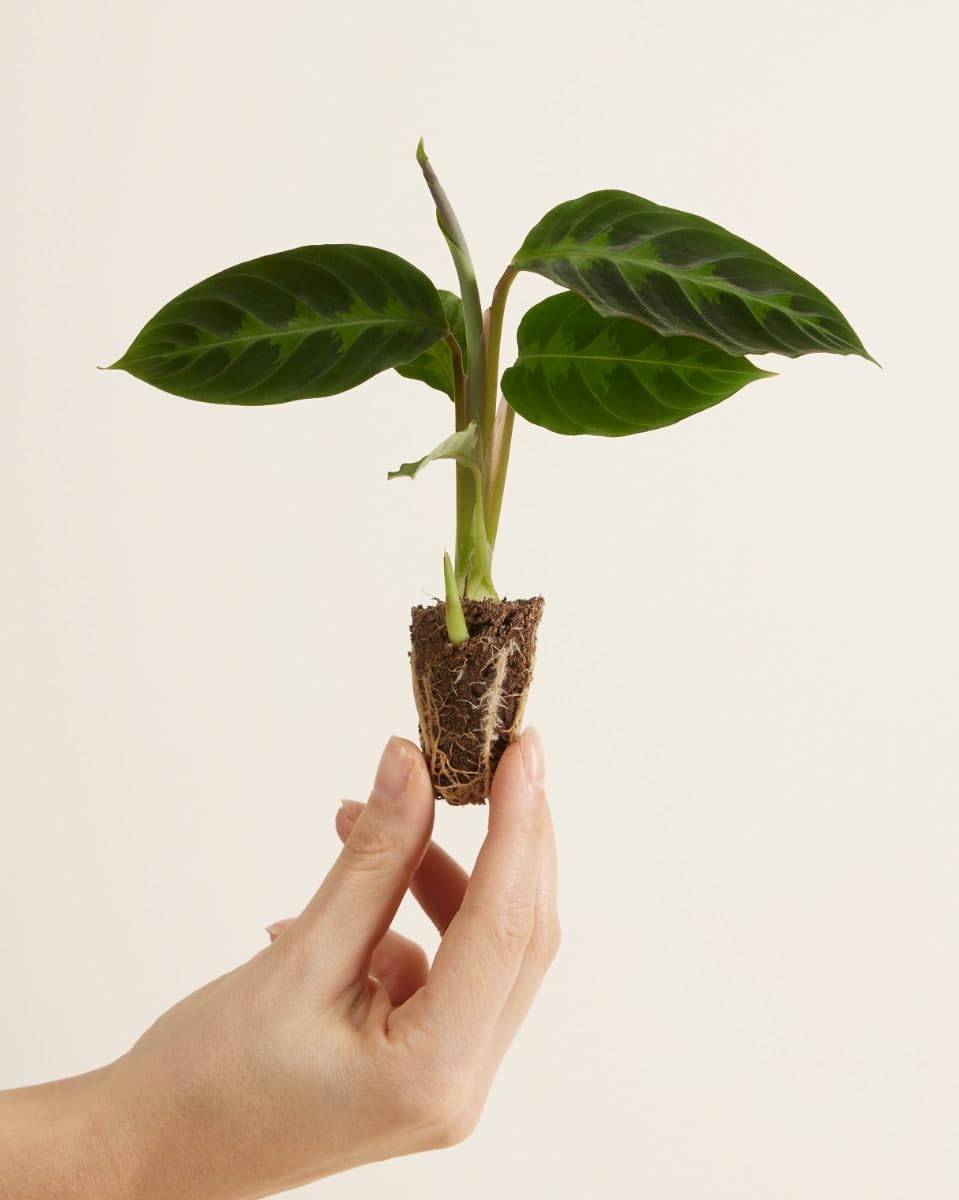plnts-babyplnts-calathea-warscewiczii-zimmerpflanze-12-cm image 2