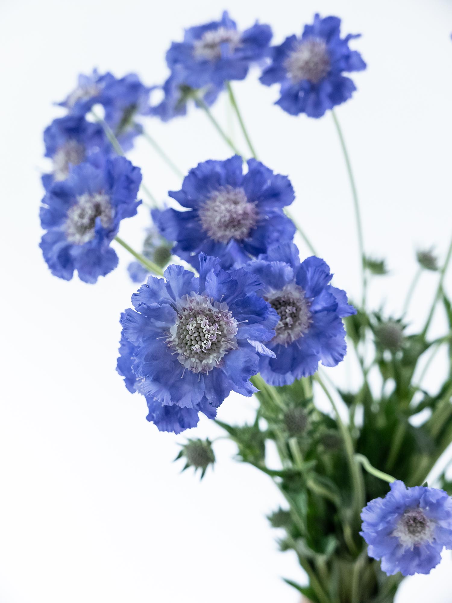 blumigo-skabiosen-staefa-schnittblumen-hellblau image 4