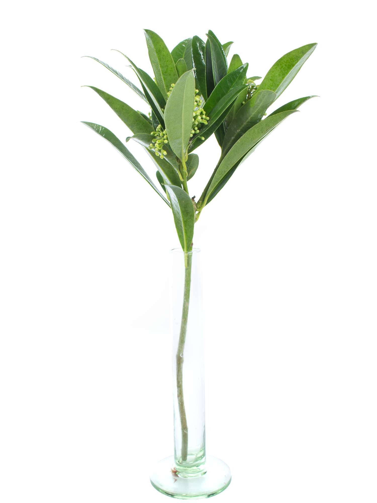 blumigo-exklusives-greenery-skimmia-kew-green-gr-n image 3