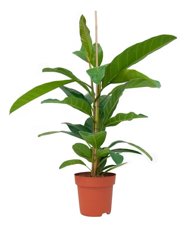 plnts-rareplnts-ficus-roy-zimmerpflanze-75-cm-feige image 1