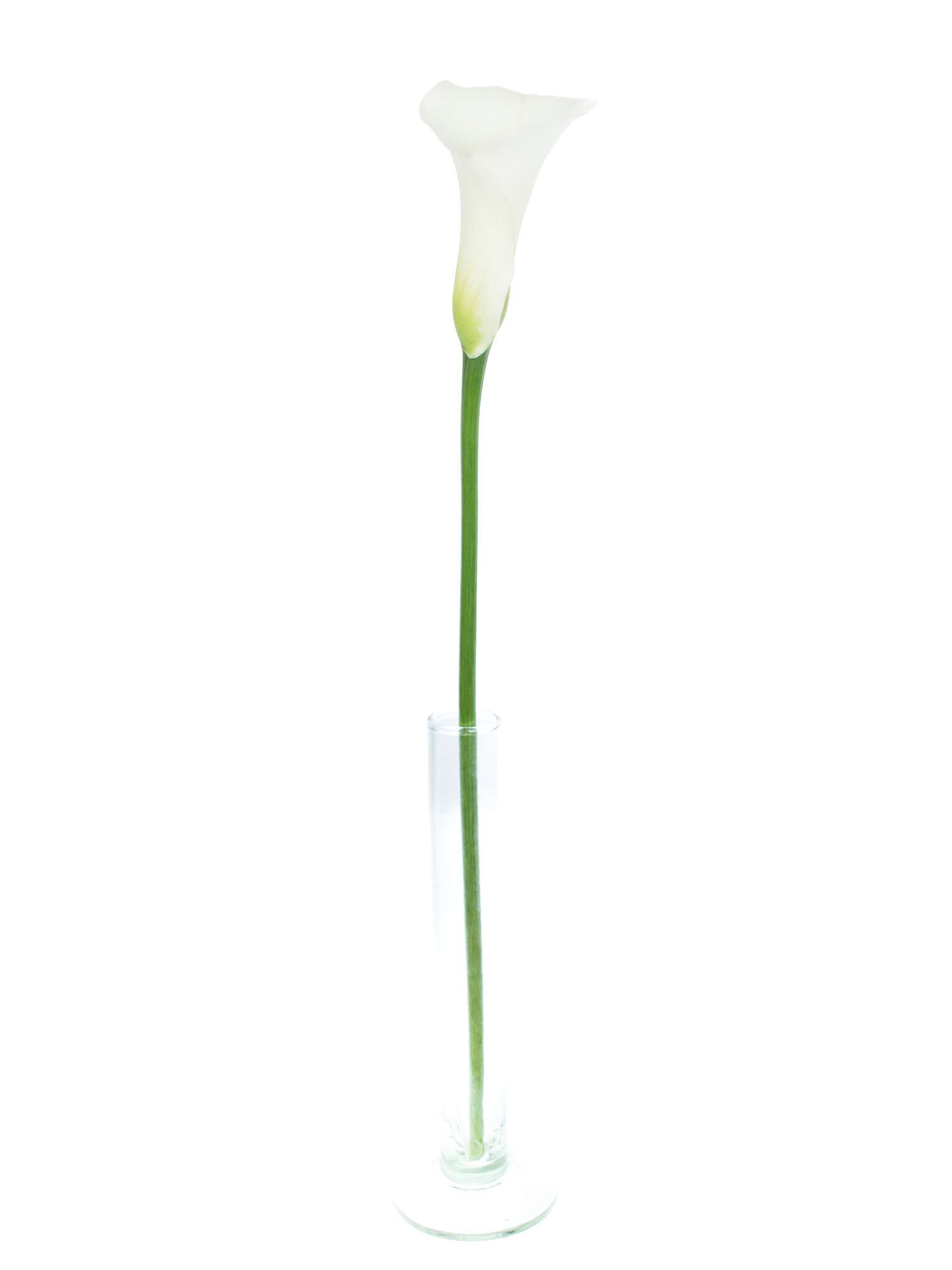 blumigo-calla-captain-ventura-schnittblume-wei image 4