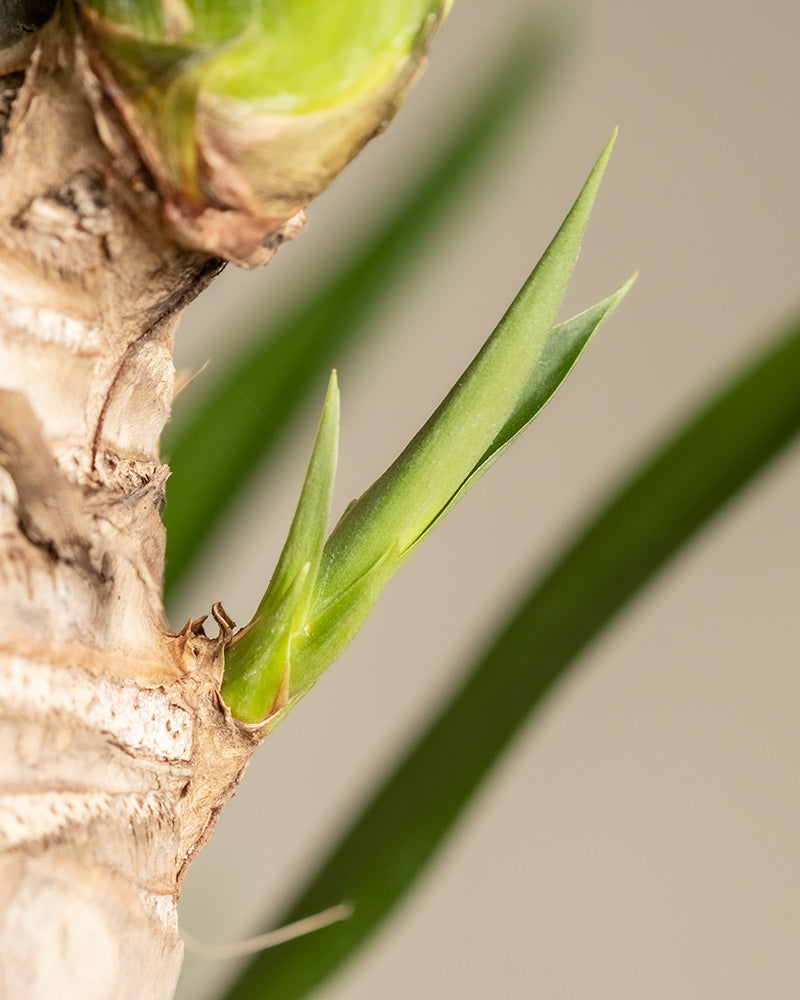 feey-variado-gro-e-yucca-xl-zimmerpflanze-yucca-palme image 6