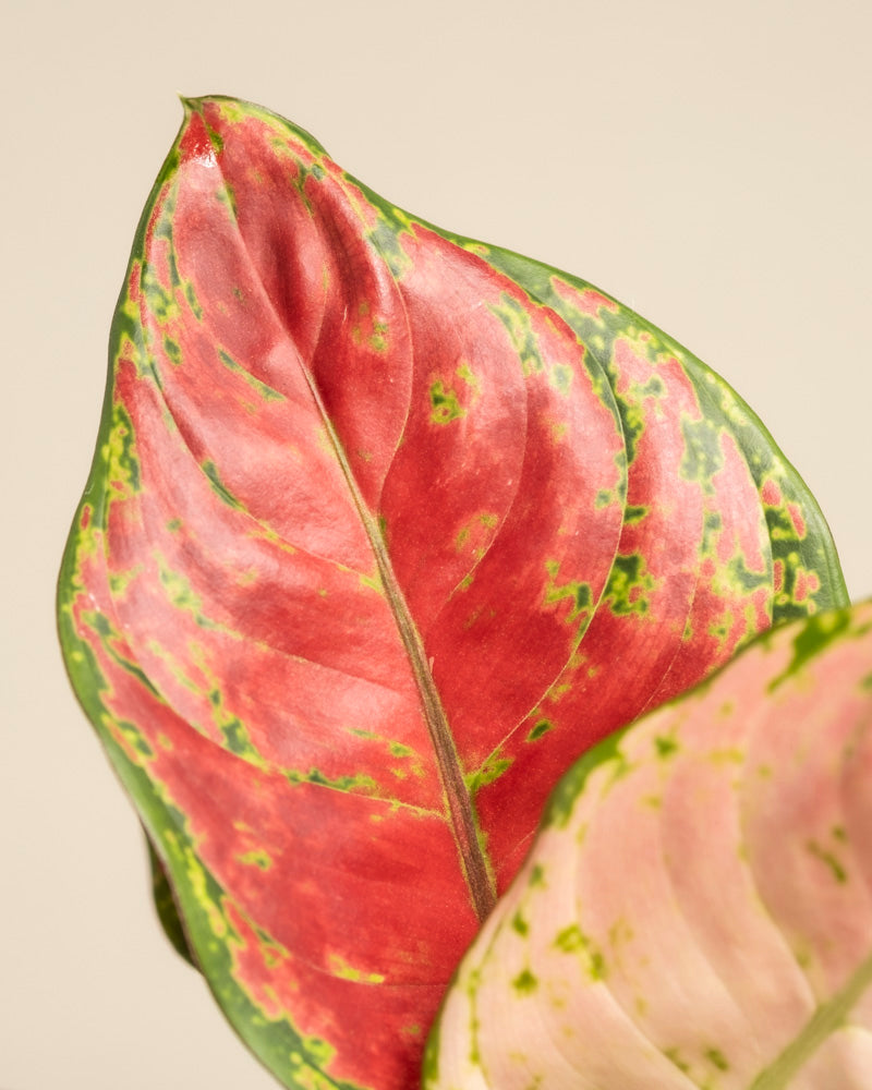 feey-variado-aglaonema-cayenne-red-ohne-bertopf-bunt image 2