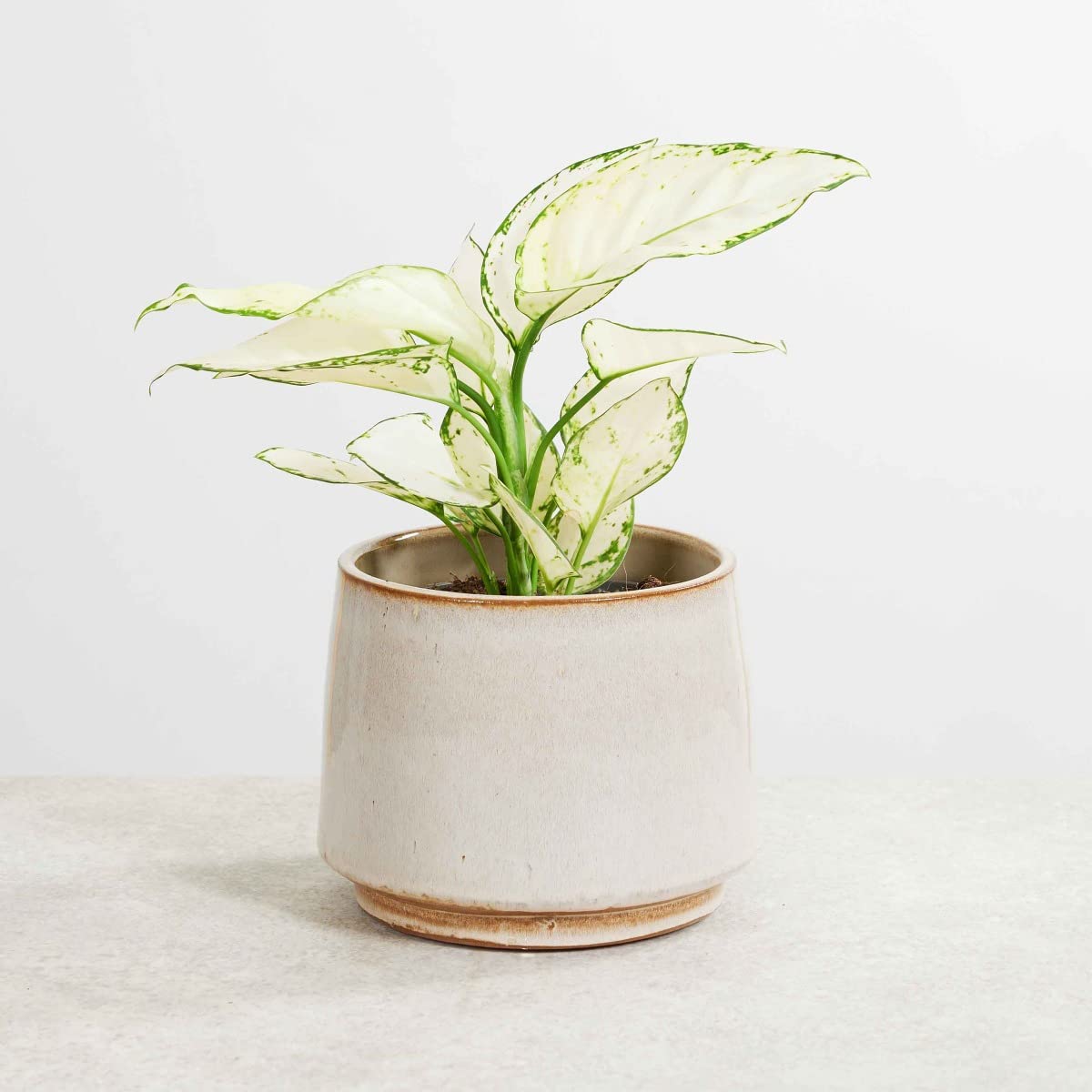 plnts-rareplnts-aglaonema-white-joy-zimmerpflanze-12cm-25cm image 6