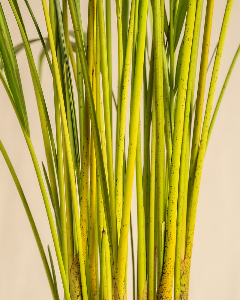 feey-variado-goldfruchtpalme-xl-zimmerpalme-ohne-bertopf image 5